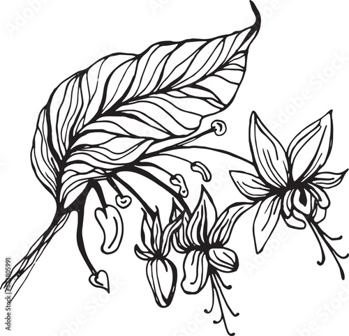 Cocoa flower