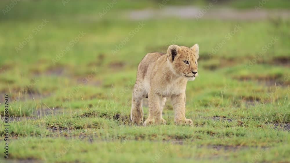 Lion Cub on African Animals Safari, Low Angle Shot of Baby Lions Walking in Serengeti National Park in Tanzania in Africa, Eye Level View of Lions on Wildlife Safari Lion Cub on African Animals Safari, Low Angle Shot of Baby Lions Walking in Serengeti National Park in Tanzania in Africa, Eye Level View of Lions on Wildlife Safari