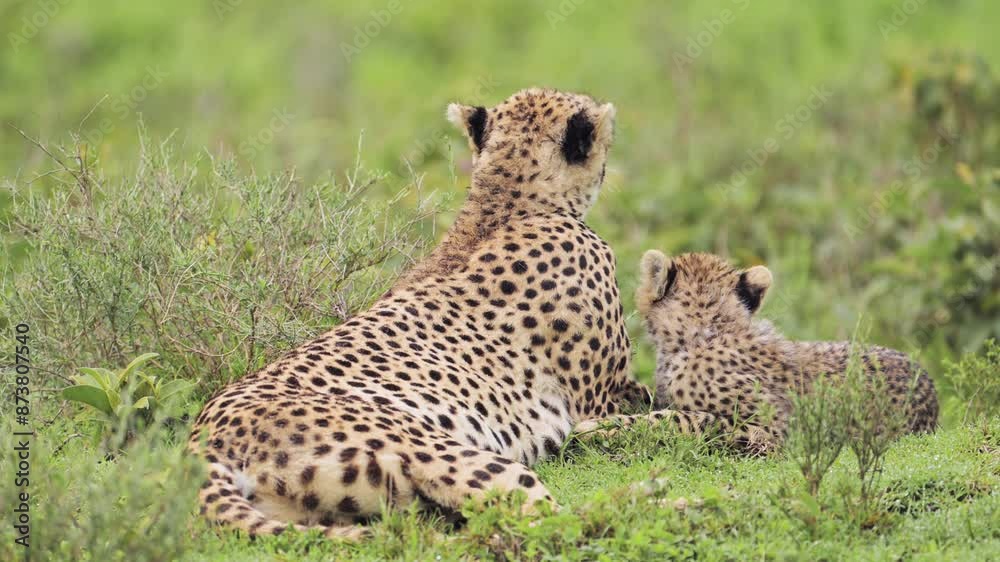 Cheetah Family of Cubs and Mother in Africa in Serengeti National Park in Tanzania, Cheetahs in the Plains on African Wildlife Safari Animals Game Drive Cheetah Family of Cubs and Mother in Africa in Serengeti National Park in Tanzania, Cheetahs in the Plains on African Wildlife Safari Animals Game Drive