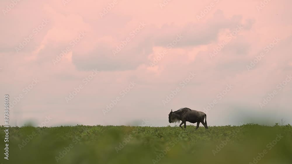 Slow Motion Wildebeest at Orange Sunset in Serengeti in Africa in Tanzania, African Wildlife Background with Copy Space and Dramatic Big Sunset Sky and Clouds with Wildebeest Herds Migration Slow Motion Wildebeest at Orange Sunset in Serengeti in Africa in Tanzania, African Wildlife Background with Copy Space and Dramatic Big Sunset Sky and Clouds with Wildebeest Herds Migration