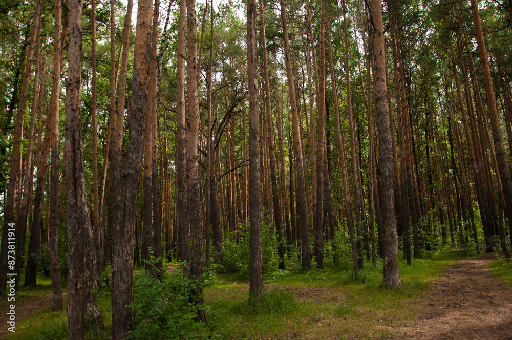 View from inside the forest. Beautiful nature. Summer taiga landscape. Path in a pine forest View from inside the forest. Beautiful nature. Summer taiga landscape. Path in a pine forest