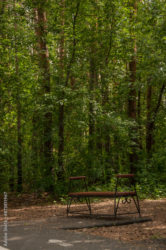 View from inside the forest. Beautiful nature. Summer taiga landscape. Path in a pine forest