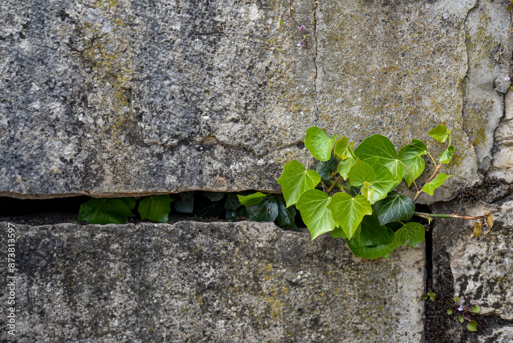 smallivy plant on a hard concrete wall