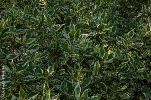 Wallpaper Mural Green leaves tree growing in forest on sunny day Torontodigital.ca