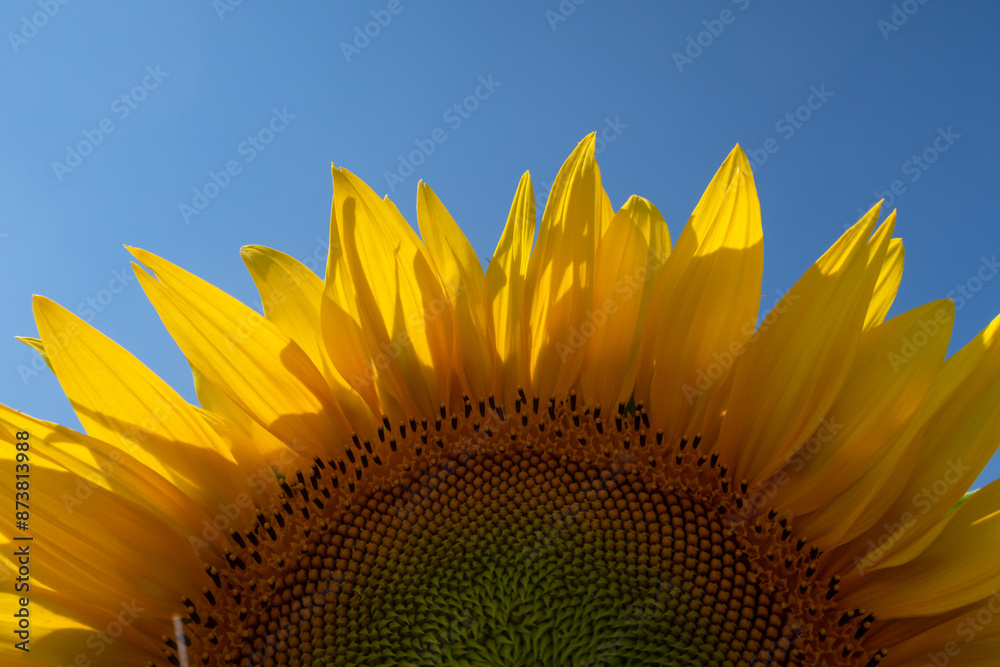 Helianthus annuus Sunflower