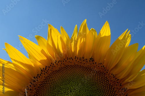Obraz na płótnie Helianthus annuus Sunflower w salonie
