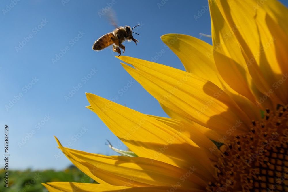 Helianthus annuus Sunflower