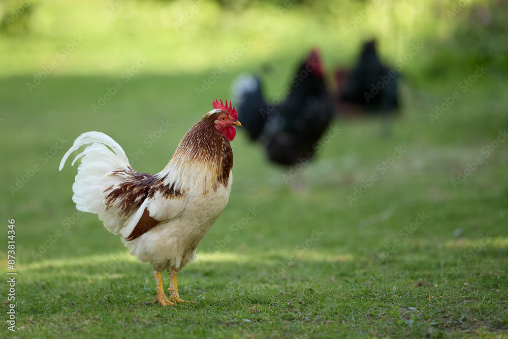 Fototapeta premium Rooster free range in garden with other chickens on blurred background