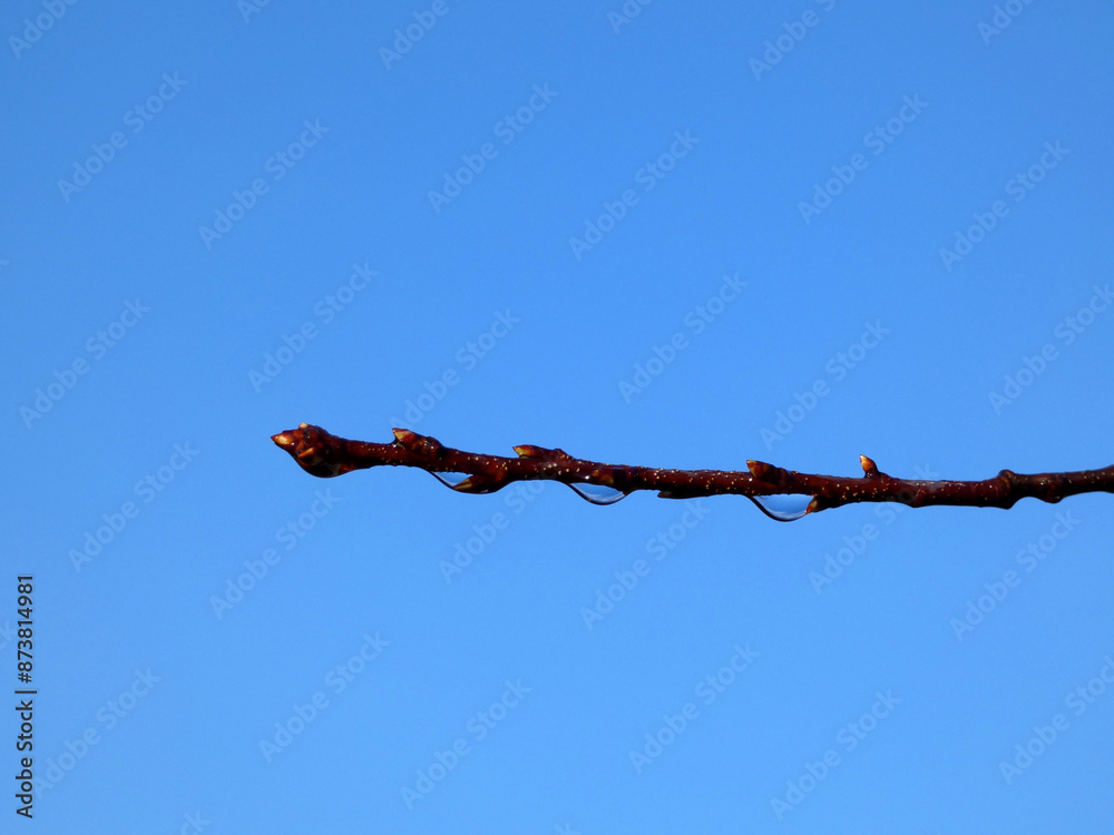 Branch with water drops at lake Garder near Lohmen (Germany) Branch with water drops at lake Garder near Lohmen (Germany)