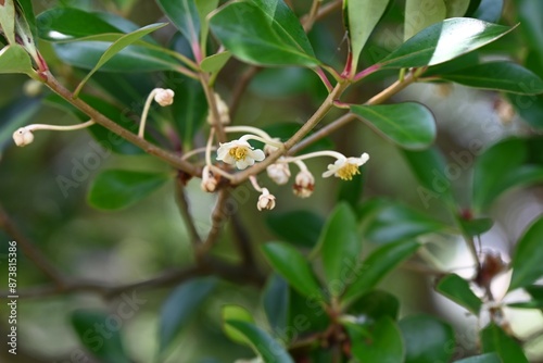 Japanese cleyera (Ternstroemia gynnanthera) Female flower. A dioecious evergreen tree that produces downward-facing white flowers from June to July.
