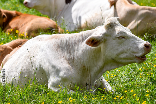 white cow relaxing in the meadow pastures