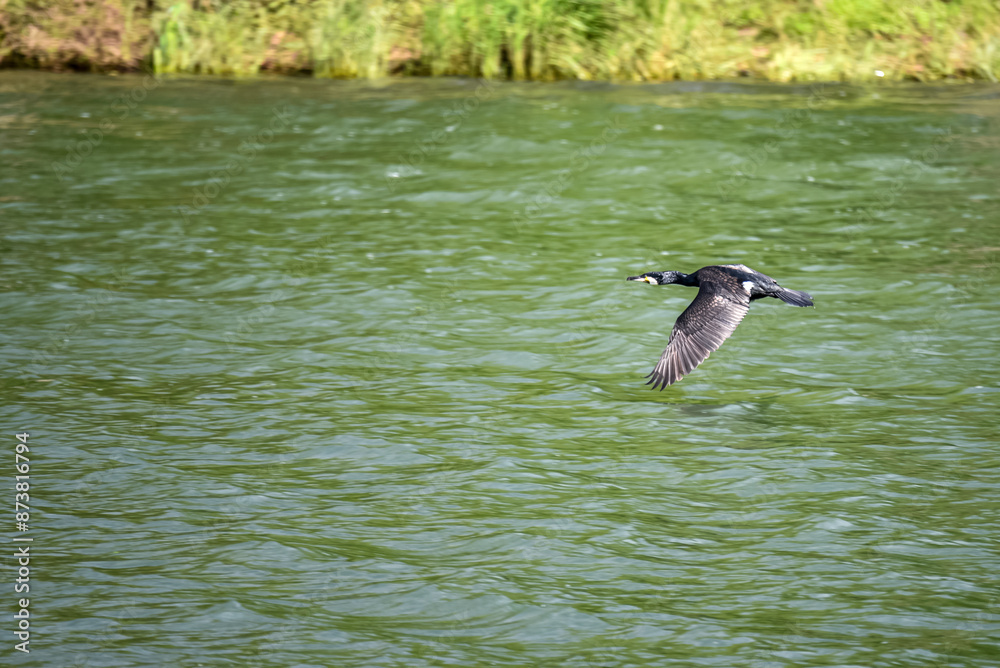 a Great Cormorant flying above the water of a river in france