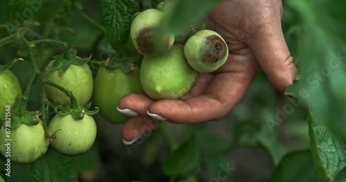 Close up shot of a woman holding tomatoes with blossom end rot, showing them to the camera. Slow motion.