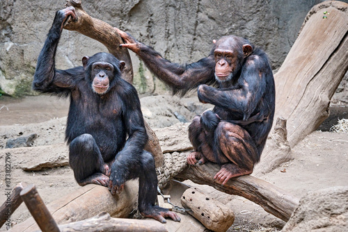 Westafrikanischer Schimpanse ( Pan troglodytes verus ).
 photo