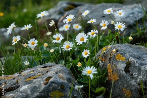 Tranquil and peaceful alpine meadow with blooming white daisies. Vibrant floral landscape. Lush greenery. And lichencovered stones in a serene mountain environment photo