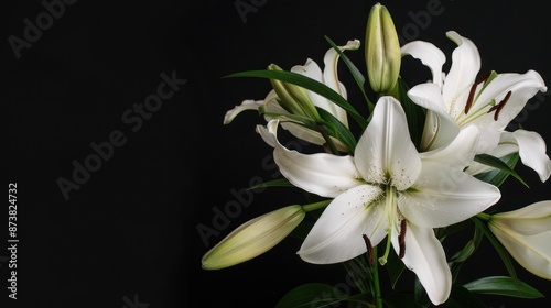 White Lilies Against a Black Background