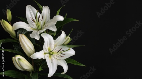 White Lilies on a Black Background