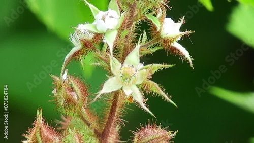 【山野草・樹木】エビガライチゴ（海老殻苺）：Rubus phoenicolasius 240620-1 photo