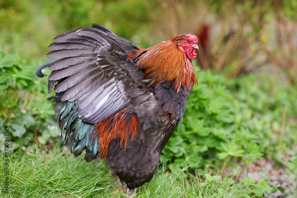 Fototapeta premium Rooster with open wings in garden