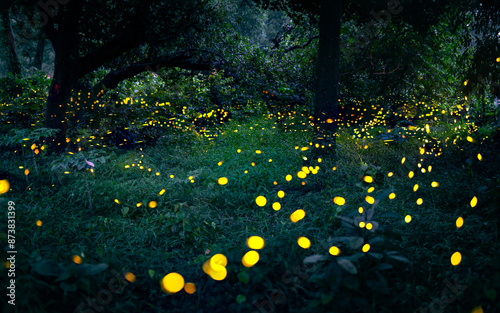 Tableau sur toile Firefly flying in the forest