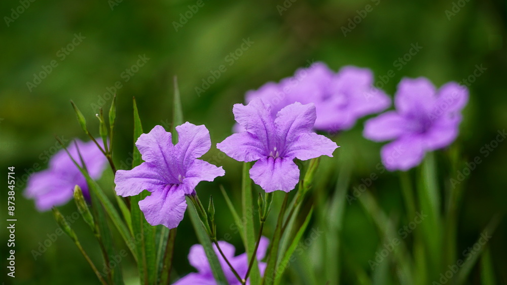 Close-up of blooming Ruellia angustifolia flower Close-up of blooming Ruellia angustifolia flower