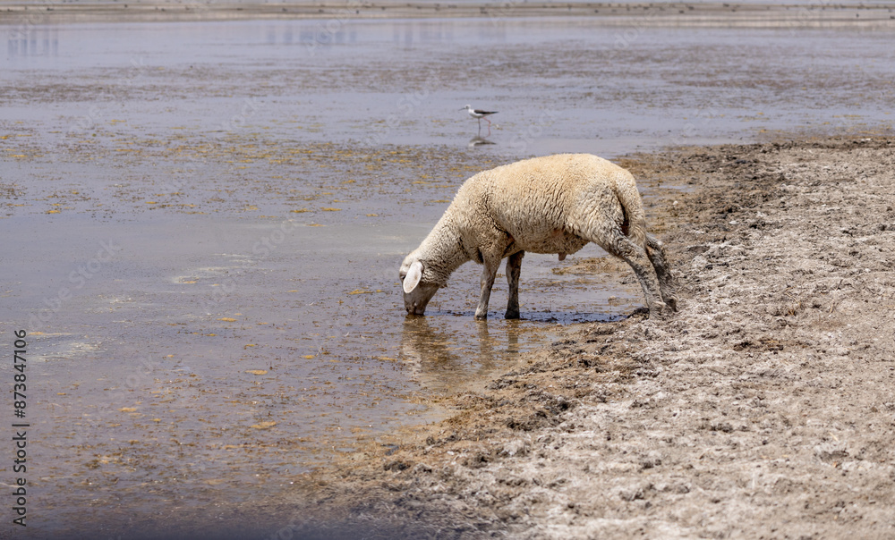 animal, cow, sheep, farm, grass, goat, nature, white, agriculture, calf, cattle, mammal, pasture, livestock, rural, field, meadow, green, landscape, farming, animals, countryside, summer, outdoors, be animal, cow, sheep, farm, grass, goat, nature, white, agriculture, calf, cattle, mammal, pasture, livestock, rural, field, meadow, green, landscape, farming, animals, countryside, summer, outdoors, be