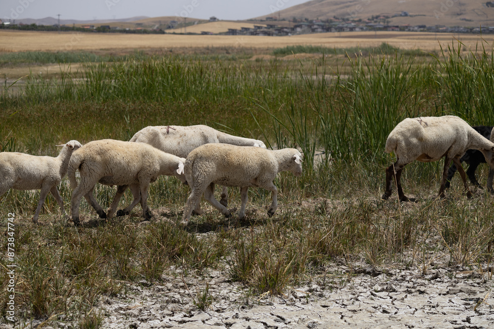 animal, cow, sheep, farm, grass, goat, nature, white, agriculture, calf, cattle, mammal, pasture, livestock, rural, field, meadow, green, landscape, farming, animals, countryside, summer, outdoors, be animal, cow, sheep, farm, grass, goat, nature, white, agriculture, calf, cattle, mammal, pasture, livestock, rural, field, meadow, green, landscape, farming, animals, countryside, summer, outdoors, be