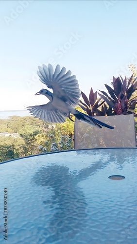 Friedly bird in Costa Rica photo