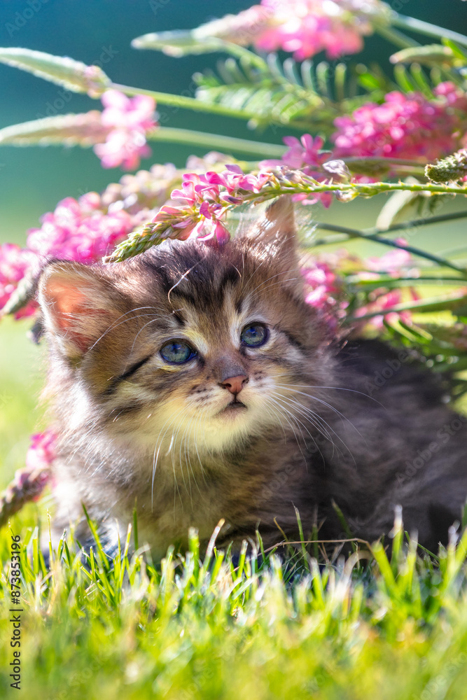 Cute little kitten sitting on the grass with flowers in the summer garden. Vertical banner