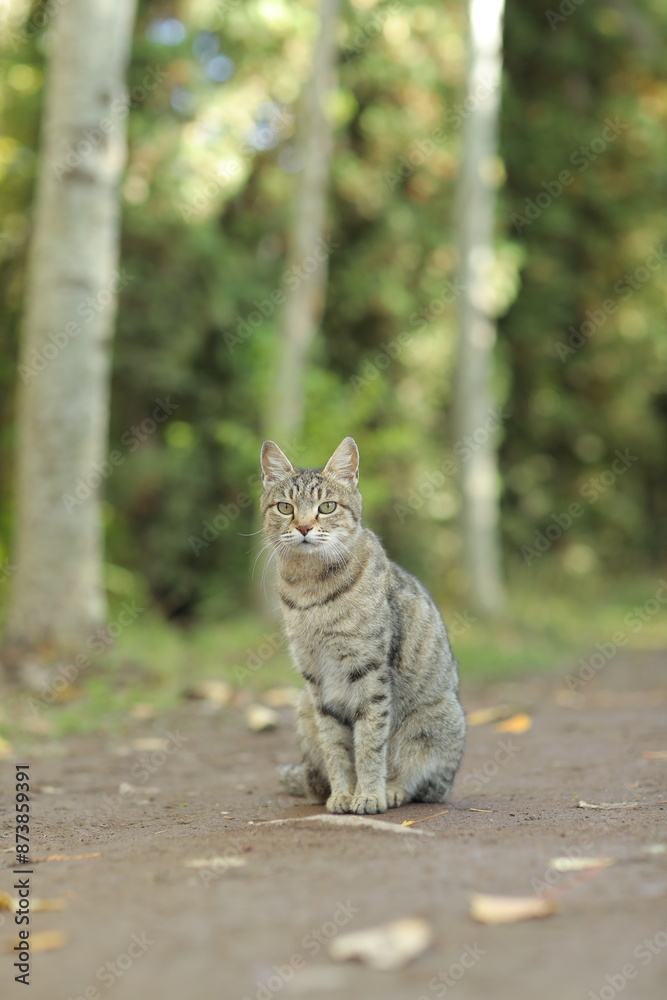 Naklejka premium cat on the tree