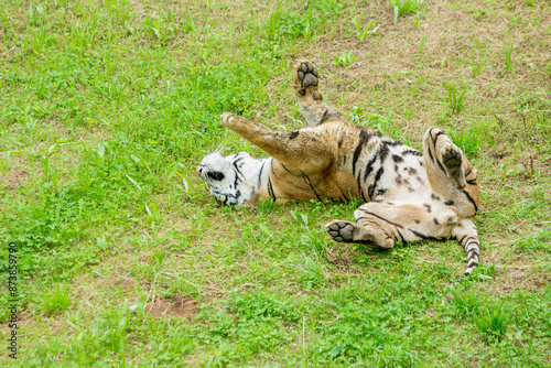 Photography A tiger in the forest