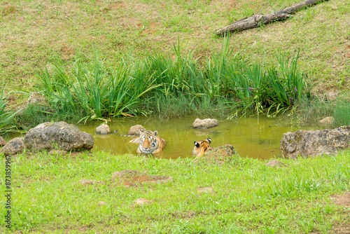 Canvas Print Tiger's couple. Love in nature.
