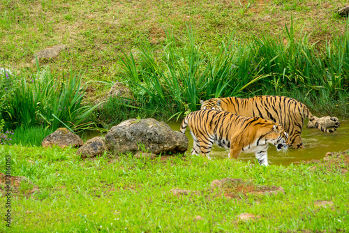 Canvas Print Tiger's couple. Love in nature.