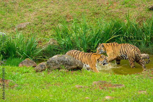 Photography Tiger's couple. Love in nature.
