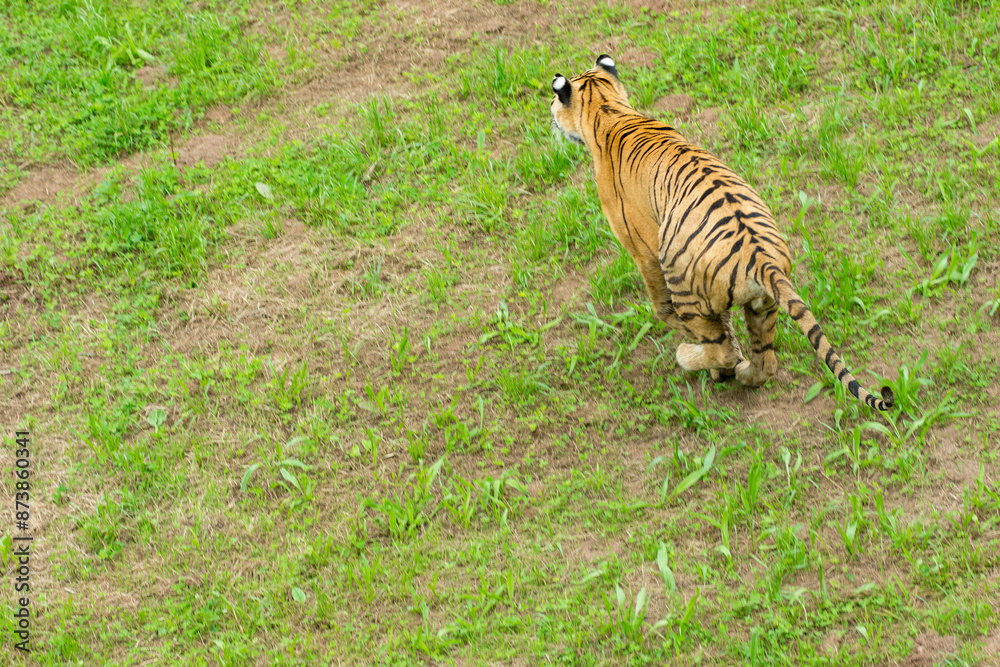 Fototapeta premium A tiger in the forest