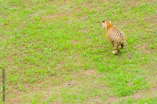 Photography A tiger in the forest