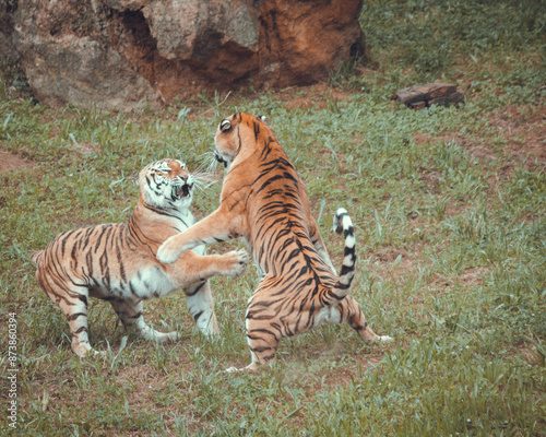 Photography Two tigers fighting in the forest