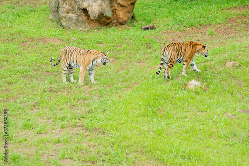 Photography Tiger's couple. Love in nature.