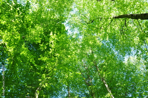 Green trees at the forest in Yedi Goller (Seven Lakes) National Park, Bolu, Turkey