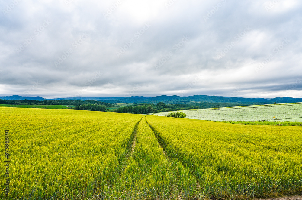 Fototapeta premium 日本北海道上川郡美瑛町の丘の風景