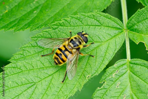 Tableau sur toile Close up of batman hoverfly (Myathropa florea) sitting on a leaf in summer