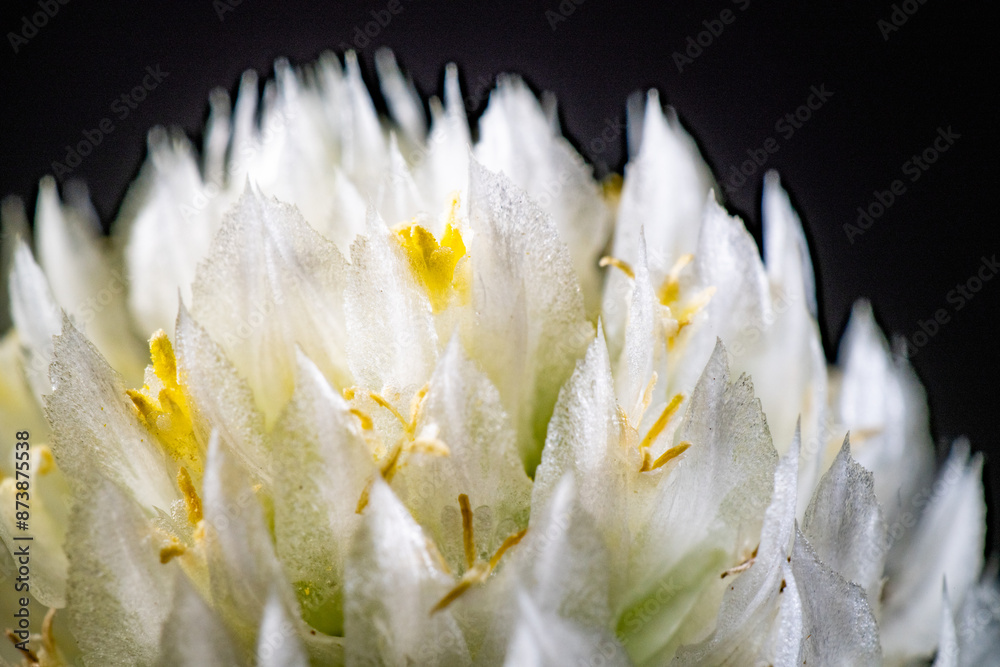 Flower of globe amaranth (Gomphrena globosa)