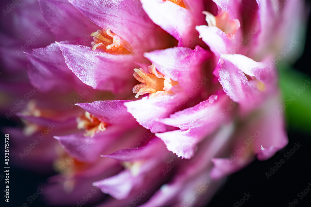 Flower of globe amaranth (Gomphrena globosa)