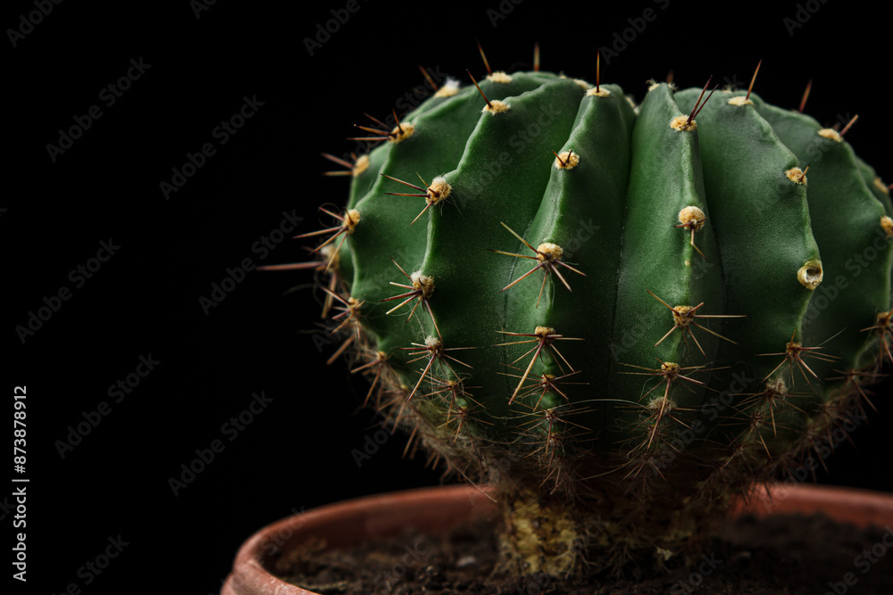 Cactus on a black background. Prickly plant Cactus on a black background. Prickly plant