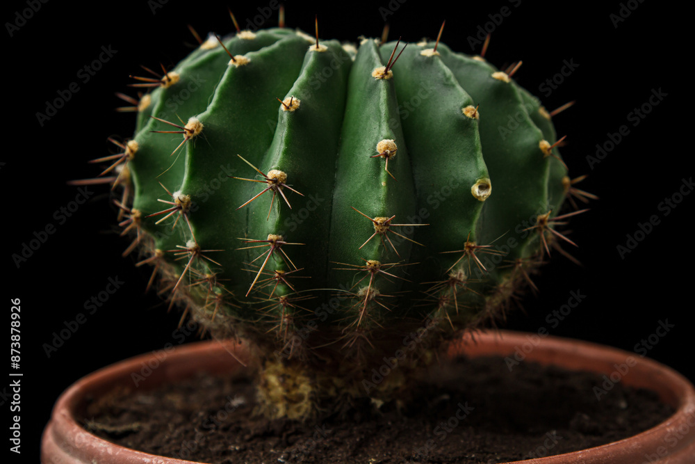 Cactus on a black background. Prickly plant Cactus on a black background. Prickly plant