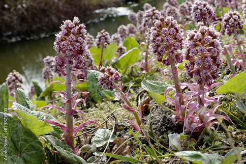 Petasites