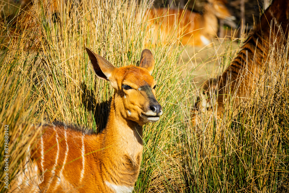 Nyala Hiding Nyala Hiding