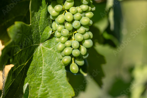 A close-up image of green grapes 