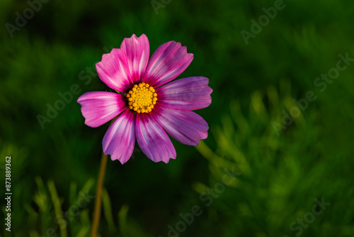 The blooming Gesang flowers in summer