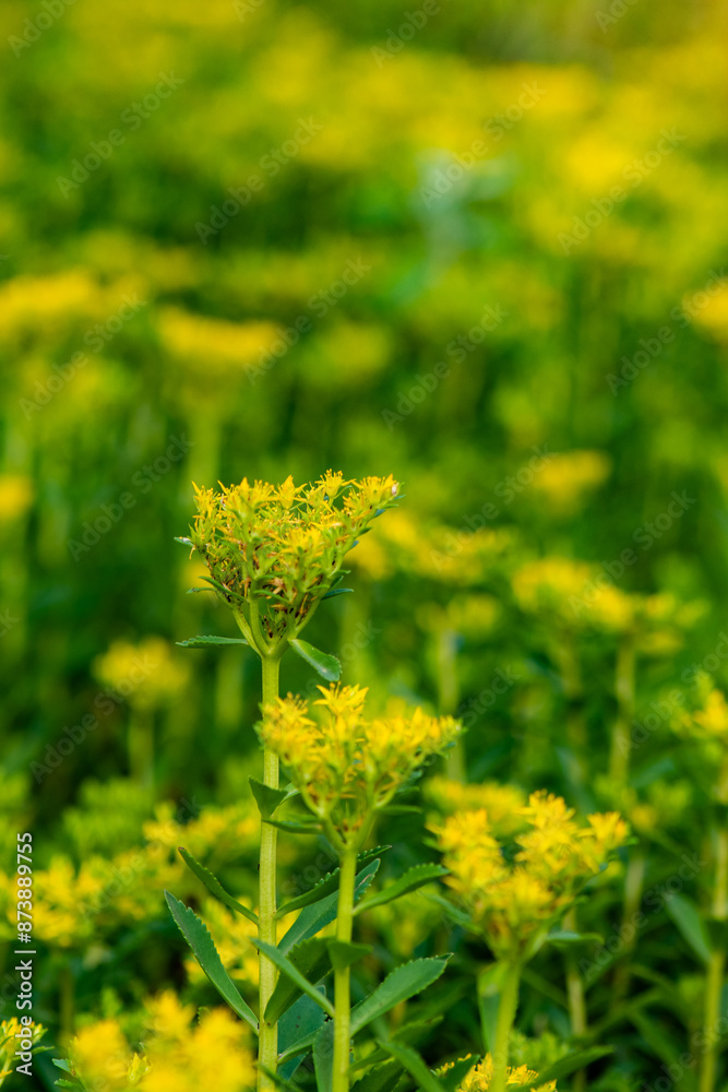 The vegetables used for greening in the park are blooming with yellow flowers The vegetables used for greening in the park are blooming with yellow flowers